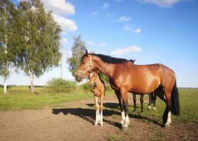 Horse riding sport club “Ties Baltija”